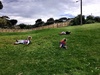 Caught up with nat & poppy, Anna & Eva, Mia for a play and park. The trees were the highlight. Being baby koalas.