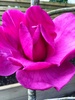 Maggy the magnolia has finally flowered! I was thinking of chopping it down (not really) after 3 years of no flowering so it must have heard me. 6 flowers and 4 to come. I'm overjoyed!