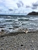 We braved the wind and found a sheltered spot on Makara Beach to cook sausages and toast marsh mellows! Had a great time.