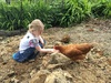 Jens birthday and cheeky chickens at the Prosser household. The kids loved playing outside with the chickens.