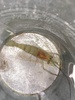 Prawn fishing (or prawning) (or pawns as the iris would say) which was a lot of fun. Alex managed to catch 2 and mummy 1 with lots of bites by all. We must return!