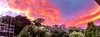â€œDaddy the clouds have turned pink!â€ And had they what!