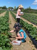 Berry picking at berry land. Raspberries were a Peck favourite. Juni even got good at pick â€˜n eat.