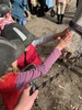 Tamariki nui was horse riding today! Iris hopped on and loved it!