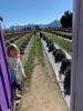 Wanaka Day 2: lavender farm, feeding the animals and madly running around while the four big kids ski.