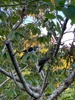 Lockdown day fourteen: making string eggs for Easter hunt. Lots of letter writing to friends, scootering around the busy park and a visit from a kereru.