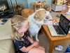 Lockdown day twenty six: another lovely walk up wrights hill, olive had a zoom meeting with 30 kids from her class. Iris got her school books!