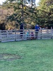 Paradise valley springs for our last day in Rotorua. Piglets were a highlight for the kids... beautiful walkways.