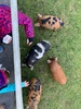 Paradise valley springs for our last day in Rotorua. Piglets were a highlight for the kids... beautiful walkways.