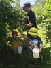 While we had a night at battlehill in the caravan... the kids had a sleepover followed by blueberry picking! Apparently juni ate more than she picked... they were delish!