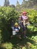 While we had a night at battlehill in the caravan... the kids had a sleepover followed by blueberry picking! Apparently juni ate more than she picked... they were delish!