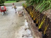 Finally planting my native Irisâ€™s along the driveway... 3 years late!