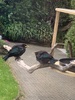 Baby fledgling Tui. Have spent a lot of time on our feeder this last week. Never knew they had orange becks - look more like black birds!