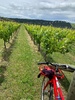 Tastings and Bike riding before tasty pizza and lots and lots of rosÃ© at Colombo