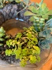 Succulent wreath begins!
