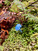 How good is Stewart Island (Rakiura). A â€œboysâ€ trip, where the five of us completed the Rakiura Track over 3 days, then I ran it the following morning before breakfast. Saw 2 kiwi in the wild, blue mushrooms, stunning views, incredible birdlife and undisturbed flora. A super special place.