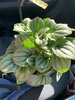More new plants