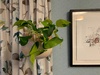 More new plants
