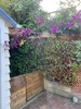Bougainvillea gets an archway!