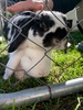 Millaâ€™s 8th SPCA partyâ€¦ everyone wants a kitten now.