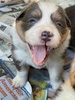 Zorro is growing!