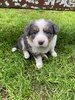 Zorro! Must be 5 weeks old