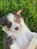 Zorro! Must be 5 weeks old