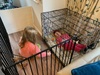 Crate fun while we work out Zorroâ€™s new pad. Kids canâ€™t get enough of the crateâ€¦