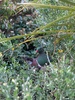 A cheeky fella on my evening walk