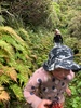 Walk on Mt Taranaki to the falls with the Thompsons.