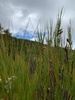 Walk on Mt Taranaki to the falls with the Thompsons.