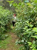 Blueberries forever picking in white mans valley. Delicious. Got 3kg for $44