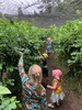 Blueberries forever picking in white mans valley. Delicious. Got 3kg for $44