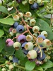 Blueberries forever picking in white mans valley. Delicious. Got 3kg for $44