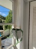 Indoor plant obsession continues with turtle joining the family. So tiny!