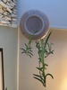 Indoor plant obsession continues with turtle joining the family. So tiny!