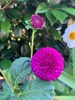 My joys in the garden at the moment