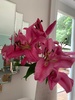 My joys in the garden at the moment