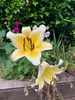 My joys in the garden at the moment