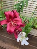 My joys in the garden at the moment