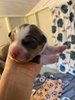 Meet Zorroâ€¦ 2 weeks old.