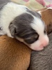 Meet Zorroâ€¦ 2 weeks old.