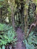 Up above the clouds on Mt Tauhara. TaupÅ