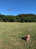 Tamariki nui kpc: Wrightâ€™s hill kite flying on parade grounds.