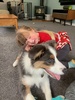 Major breakthrough with Zorro and Juni.
