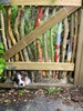 Major breakthrough with Zorro and Juni.