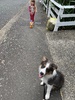 Lead training with my side kick. Zobe also got cuddles on the bed.
