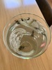 Our baby tadpoles are still alive! With 3 water snails as bonus! Now when do the legs come…