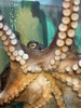 Rices for breakfast, beach fun followed by the aquarium. Got to see the octopus have his crab breakfast, explore the touch pool and feed the big fish. Even saw some shark eggs with brownies.