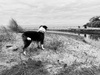 We took a day trip to check out riversdale on Sunday… a bit cold but that didn’t stop Zorro and the kids enjoying the beach.